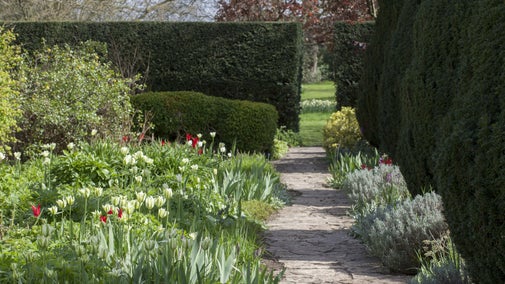 A border of spring tulips and greenery leads into the distance alongside a slightly winding stone path. There are box hedges in the background with a gap leading to a lawn beyond. The sun is shining.